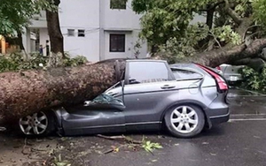 Cây đổ bẹp ô tô, ai phải bồi thường?